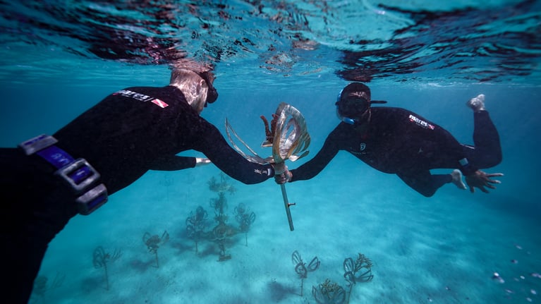 How 1% for the Planet partnerships are fueling coral restoration