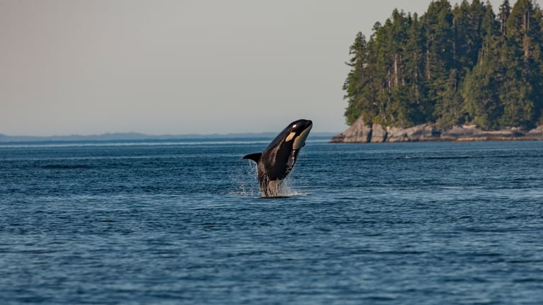 Orca Action Month: Nonprofits Defending the Wild
